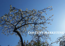 Content Marketing Kirschblüte